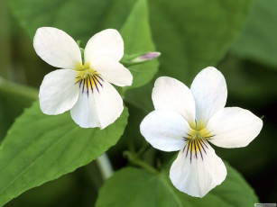 Картинка цветы фиалки