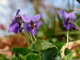 Картинка цветы фиалки