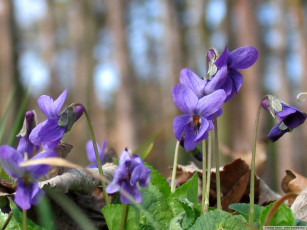 Картинка цветы фиалки