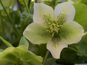 Картинка цветы геллеборус морозник