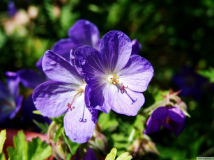 Картинка цветы герань