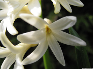 Картинка цветы гиацинты