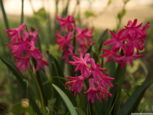 Картинка цветы гиацинты