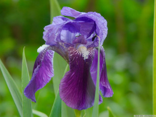 Картинка цветы ирисы