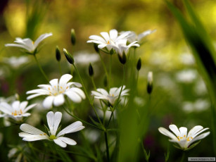 Картинка цветы луговые полевые