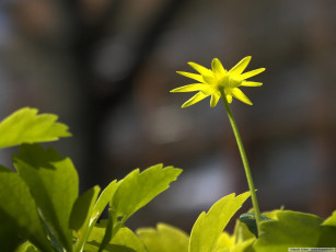 Картинка цветы луговые полевые
