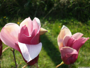 Картинка цветы магнолии