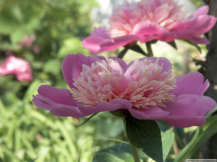 Картинка цветы пионы