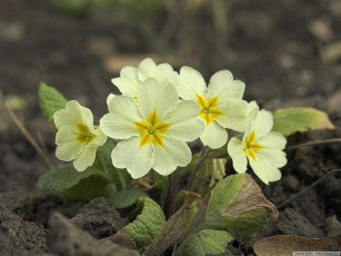 Картинка цветы примулы