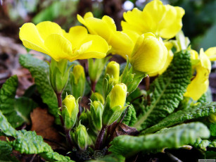 Картинка цветы примулы