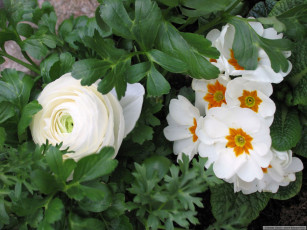 Картинка цветы разные вместе