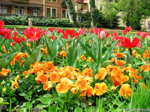 Картинка цветы разные вместе