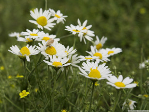Картинка цветы ромашки