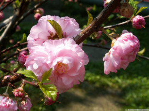 Картинка цветы сакура вишня