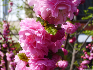 Картинка цветы сакура вишня