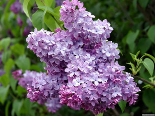 Картинка цветы сирень