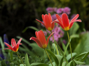 Картинка цветы тюльпаны
