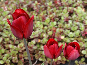 Картинка цветы тюльпаны