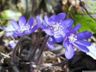 Картинка цветы ветреницы печёночницы