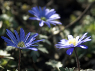 Картинка цветы ветреницы печёночницы