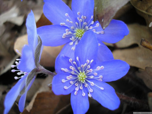 Картинка цветы ветреницы печёночницы