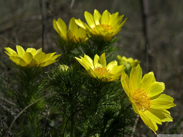 Обои картинки фото цветы, анемоны, адонисы