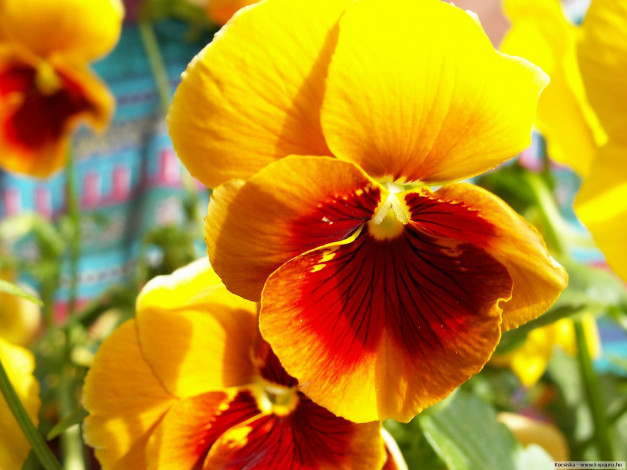 Обои картинки фото цветы, анютины, глазки, садовые, фиалки