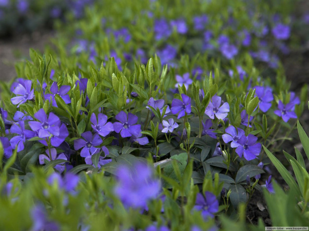 Обои картинки фото цветы, барвинок