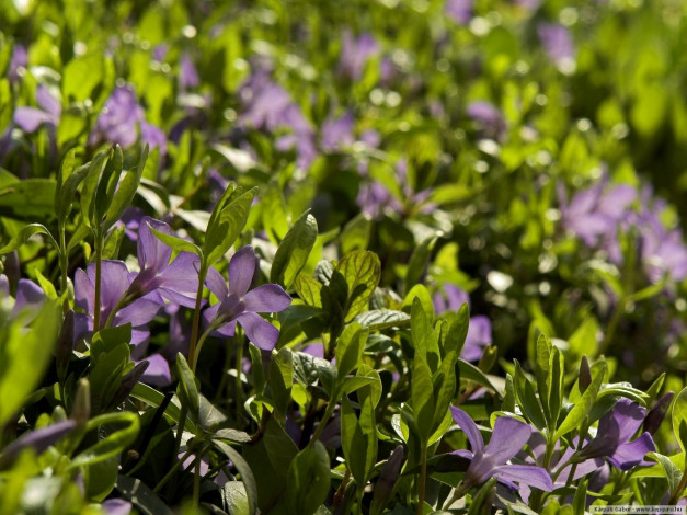 Обои картинки фото цветы, барвинок