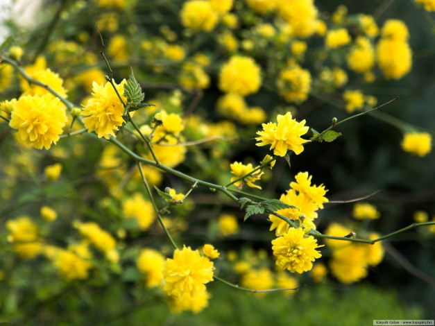 Обои картинки фото цветы, цветущие, деревья, кустарники