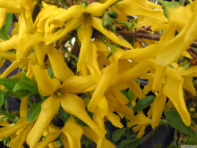 Обои картинки фото цветы, цветущие, деревья, кустарники