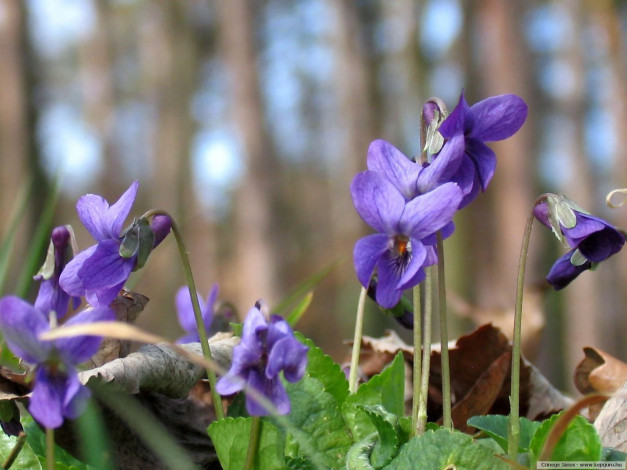 Обои картинки фото цветы, фиалки