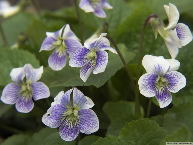 Обои картинки фото цветы, фиалки