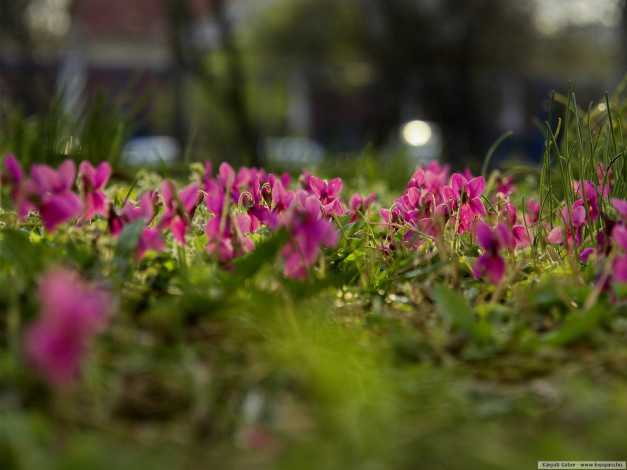 Обои картинки фото цветы, фиалки