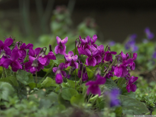 Обои картинки фото цветы, фиалки