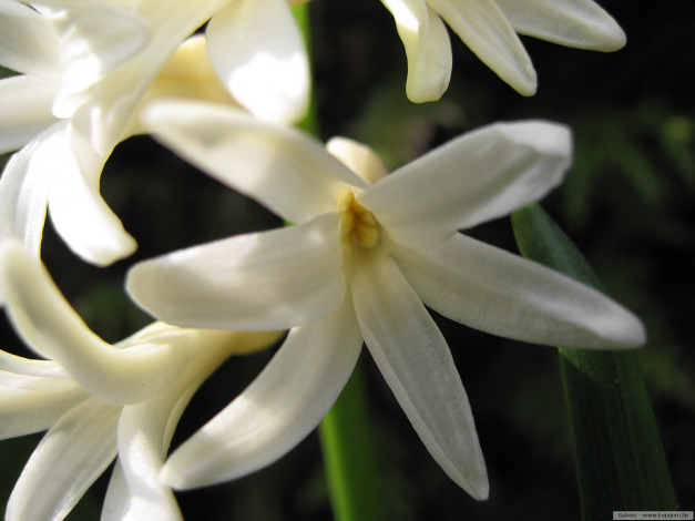 Обои картинки фото цветы, гиацинты