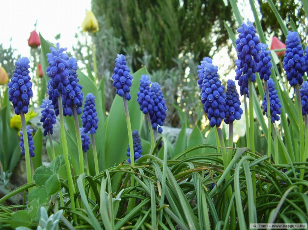 Обои картинки фото цветы, гиацинты