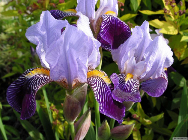 Обои картинки фото цветы, ирисы