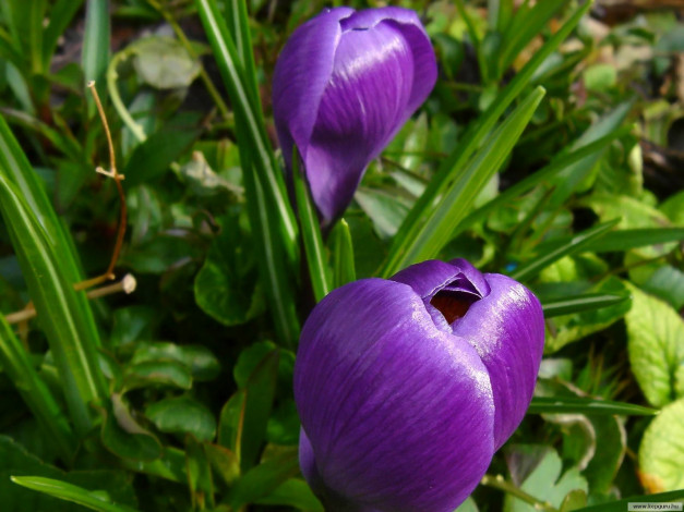 Обои картинки фото цветы, крокусы