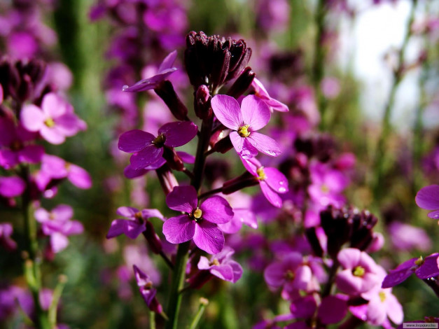 Обои картинки фото цветы, левкой, матиола