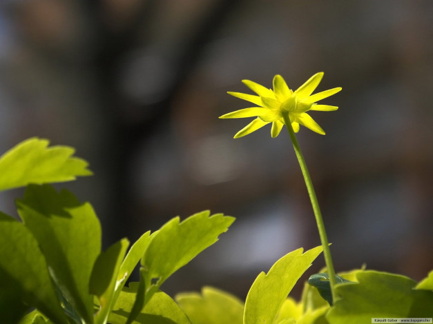 Обои картинки фото цветы, луговые, полевые