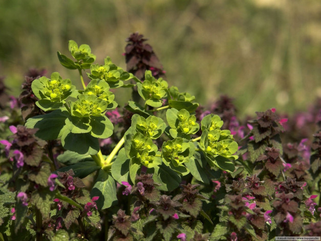 Обои картинки фото цветы, луговые, полевые