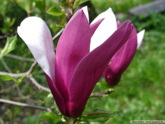 Обои картинки фото цветы, магнолии