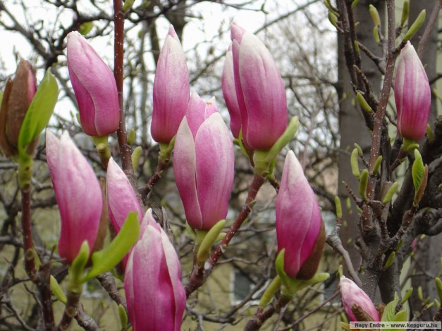 Обои картинки фото цветы, магнолии