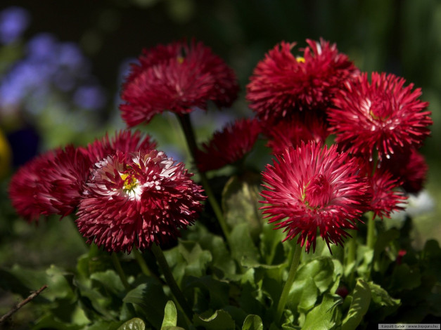 Обои картинки фото цветы, маргаритки