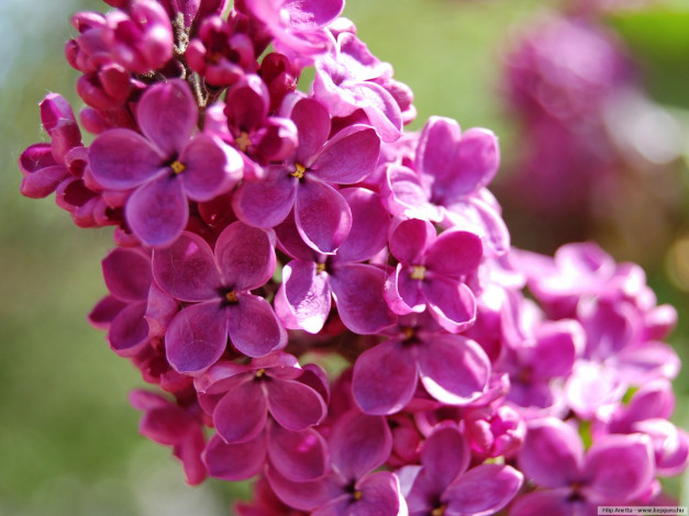 Обои картинки фото цветы, сирень