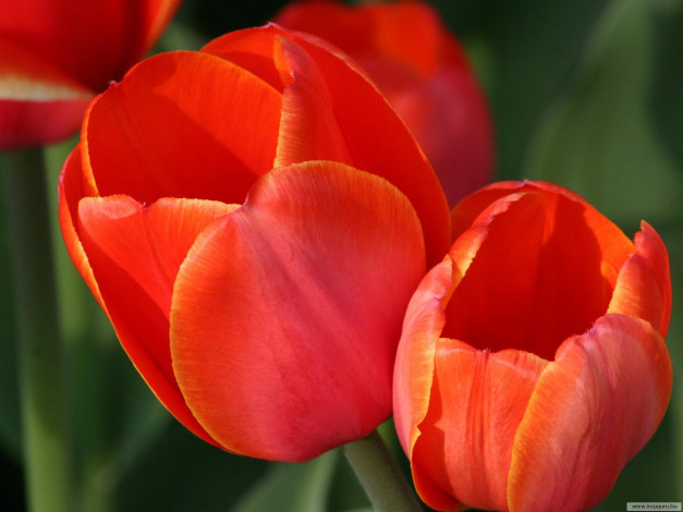 Обои картинки фото цветы, тюльпаны