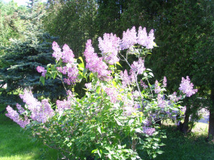 Картинка цветы сирень