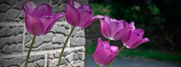 Картинка природа