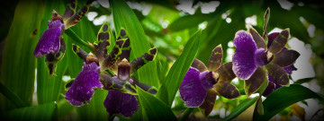 Картинка природа